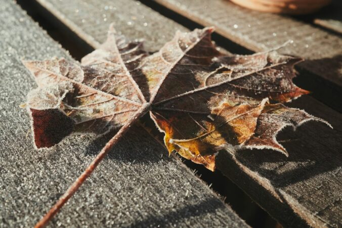 Frosted maple leaf rests on wooden planks